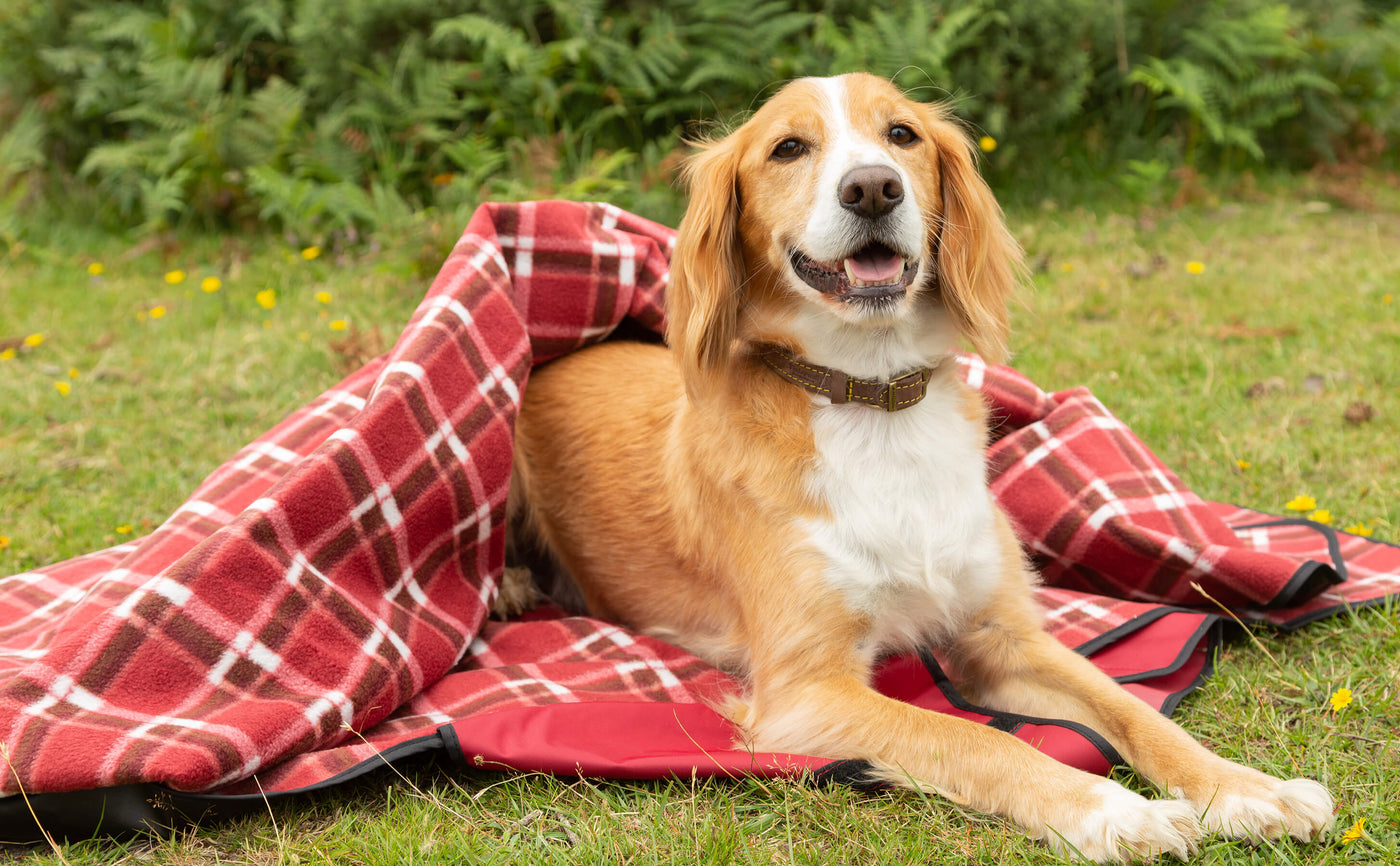 Dog lying on picnic blanket on grass